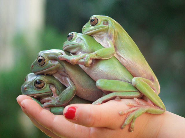 Handful of Frogs