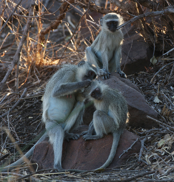 Vervet monkeys