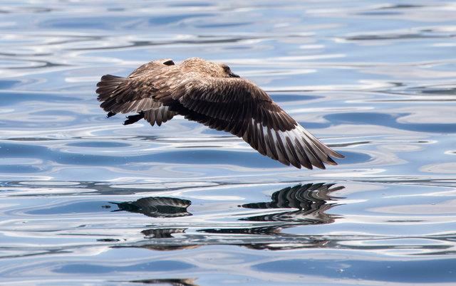 Great skua