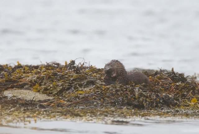 Otter cub