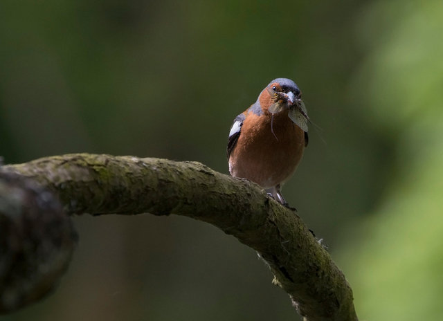 Chaffinch with mayfly