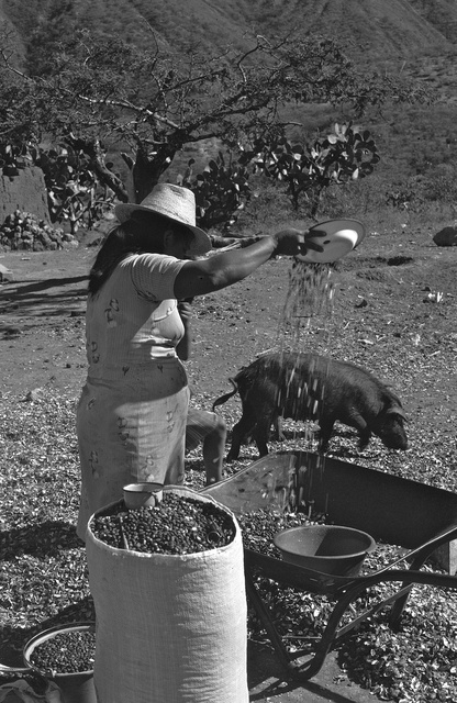 Peanut Project - winnowing.