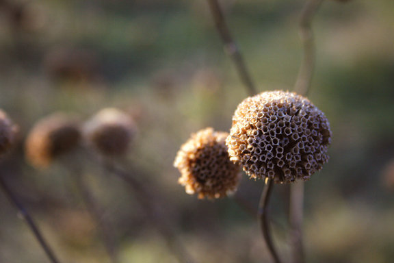 SeedHead1.jpg