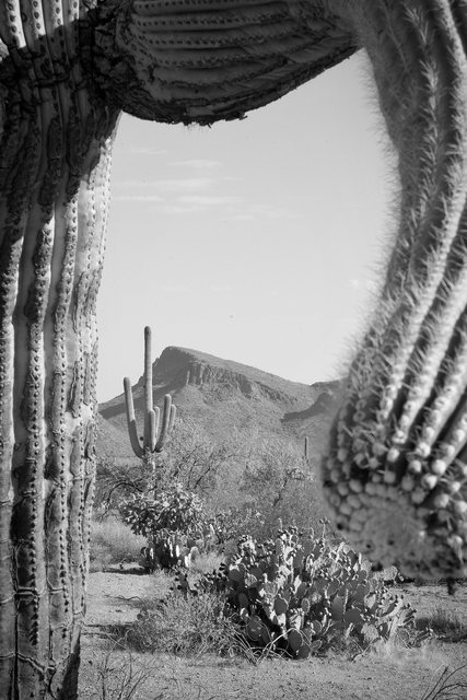Saguaro Window