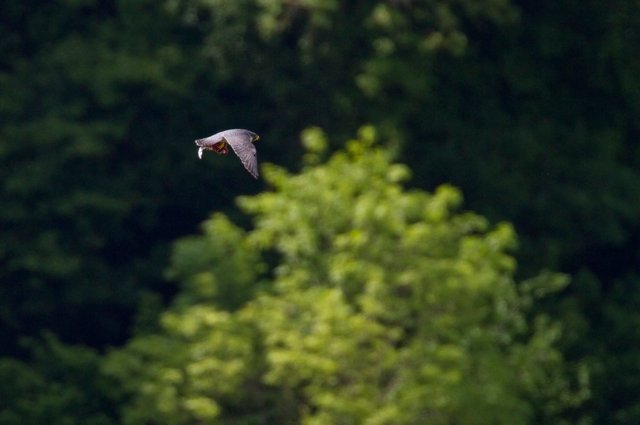 Peregrine falcon with prey