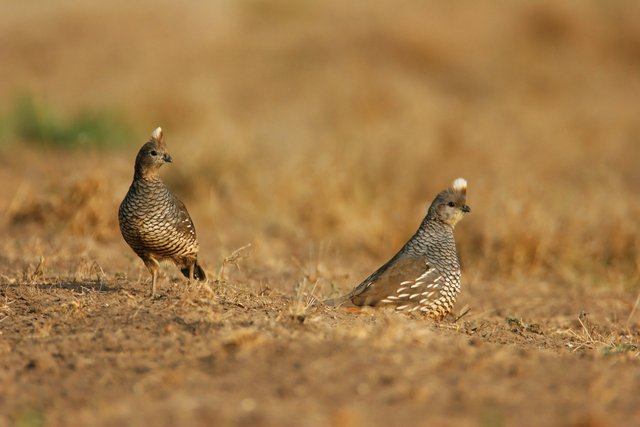 Scaled Quail, southern Texas