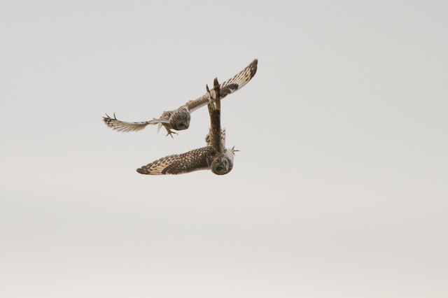 Short-eared Owls