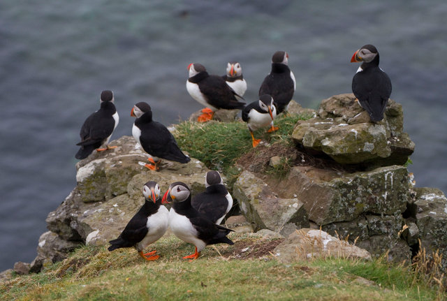 Puffins
