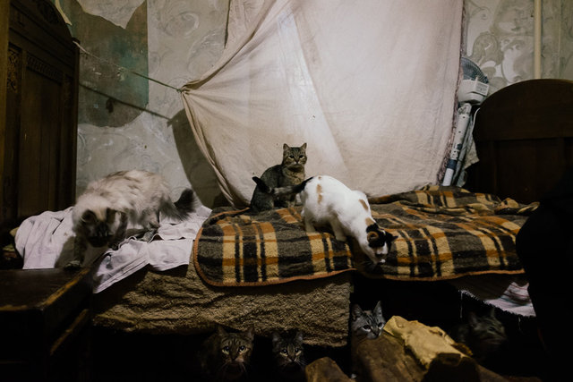 Cats playing.