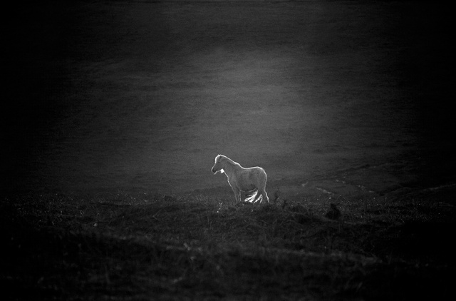 Poney du Dartmoor,Devon,1999