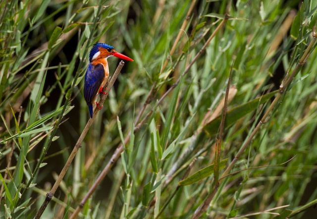 Malachite Kingfisher