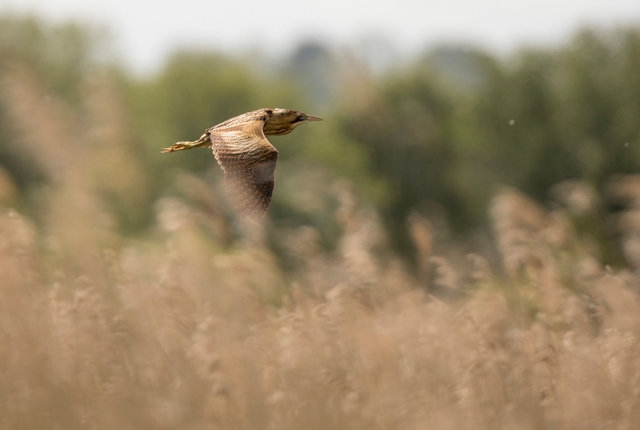 Bittern