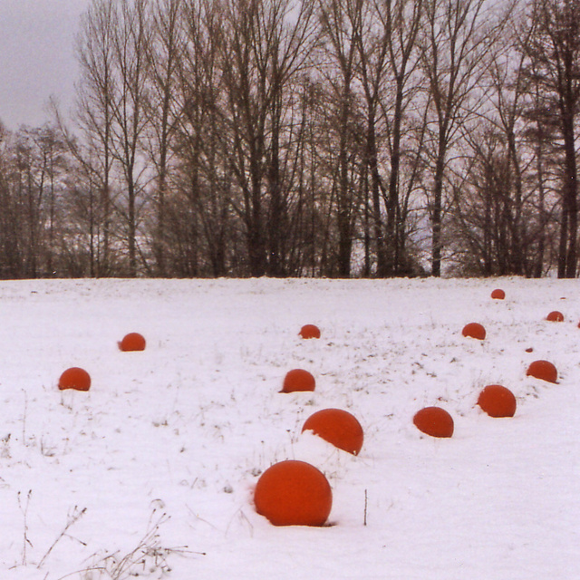 bollenveld sneeuw.jpg