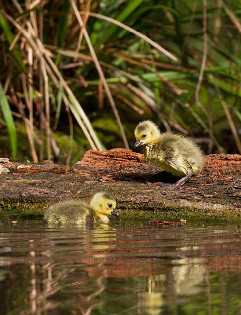 Young Canada geese