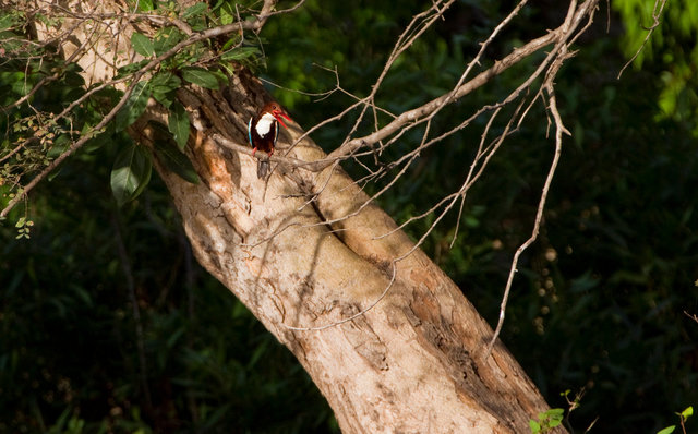 White-throated Kingfisher