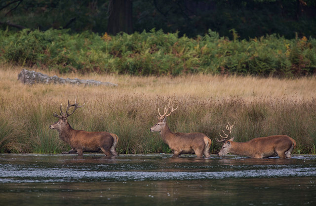 Red deer stags