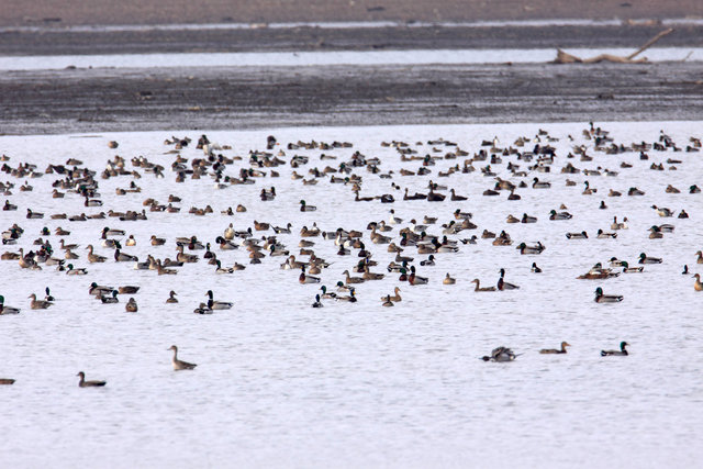 Mallards, Northern Pintails and American Wigeons, March, South Central Ohio