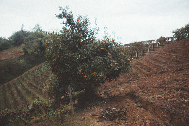 Langhe-2.jpg