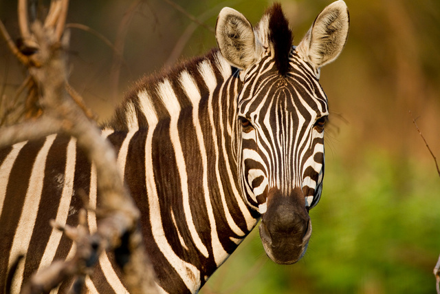 Zebra