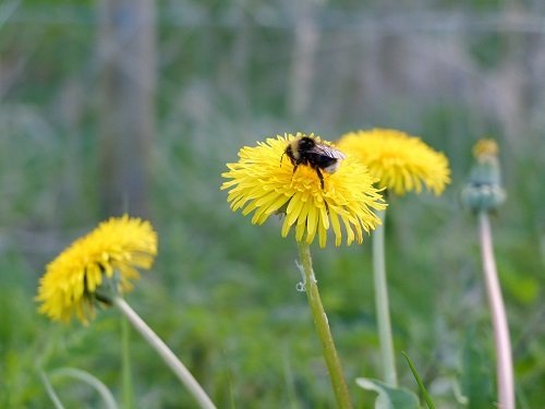 Busy Bumble Bee by Alison Gracie