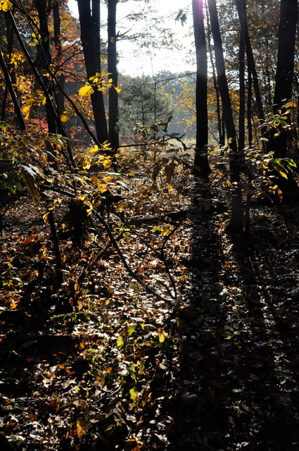 WellesleyDogPark1.jpg