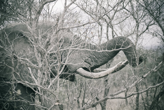 Elephants Tusks