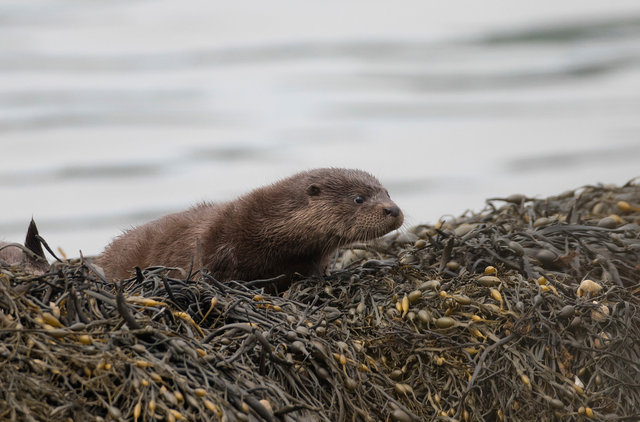 Otter cub