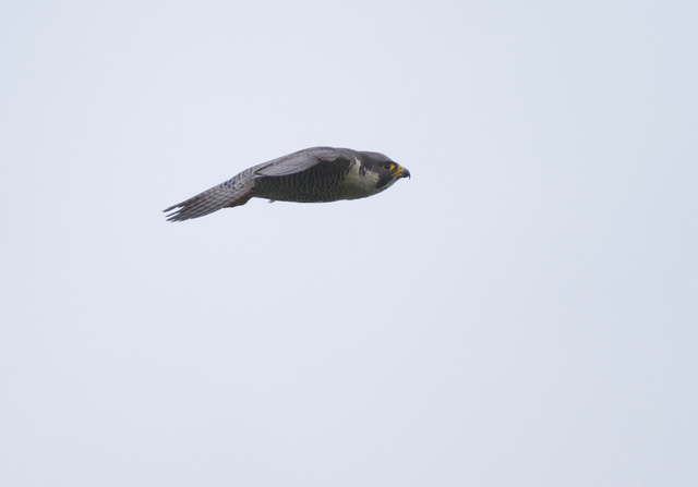 Peregrine falcon
