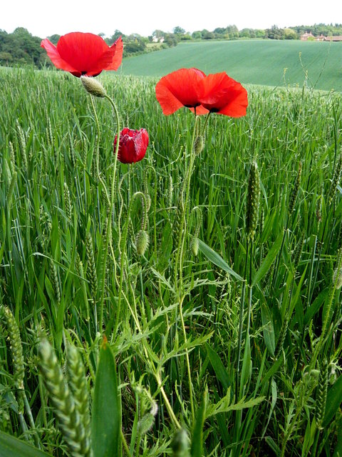 Poppies on Ayot Greenway (2) VB.JPG