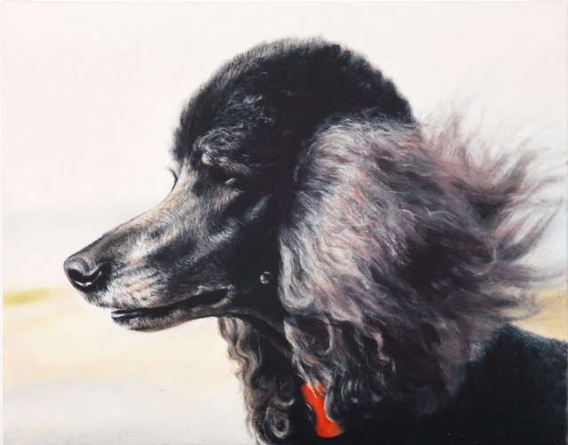 Breed: Poodle / "Pierre"