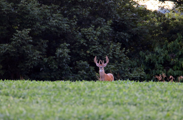 IMG_5471worked_small_Crop.jpg