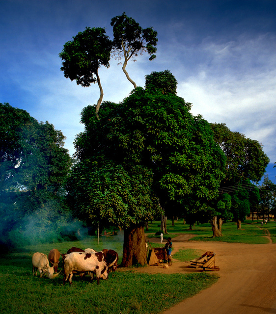 koeien uganda.jpg