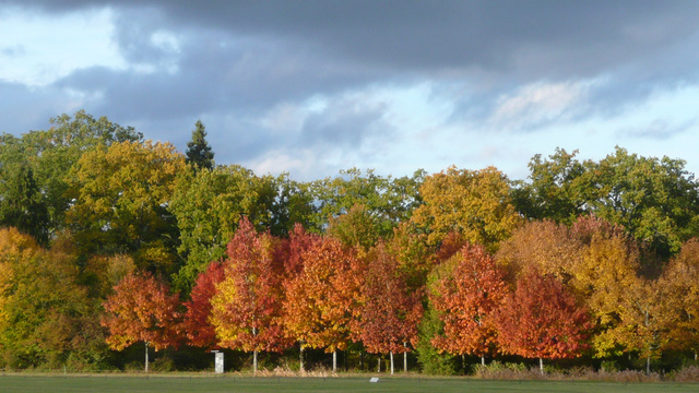 Sologne, novembre 2010