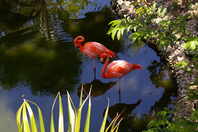 Barbados Wildlife Reserve (21) VB.JPG