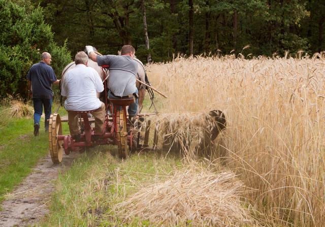 Maaien , afleggen en het op losse schofen leggen.