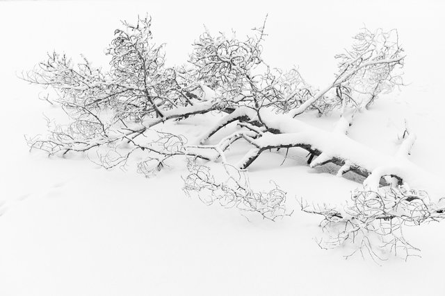 Snow III - Fallen Tree