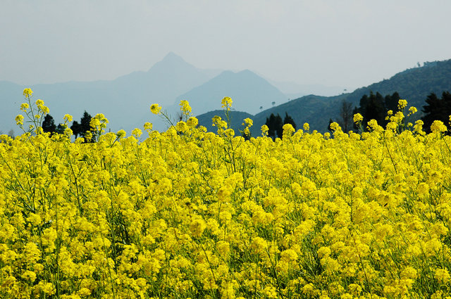 Yellow Flower Field