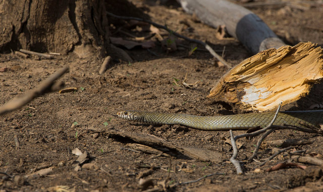 Rat Snake