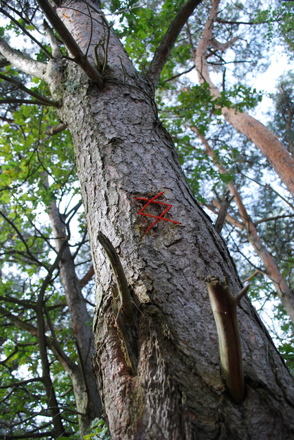Tree restorations