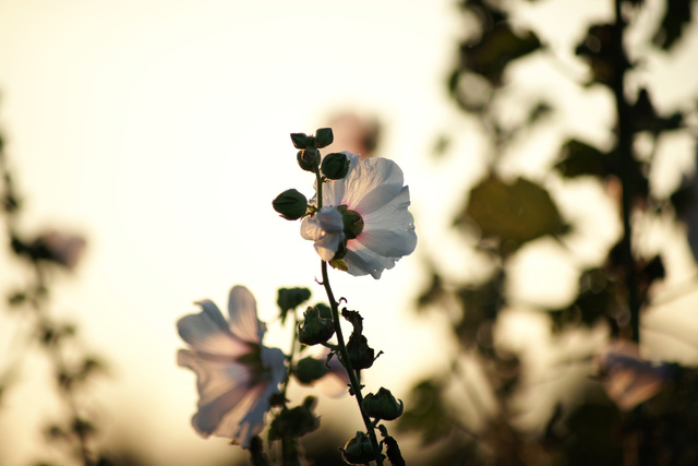 Stockrose