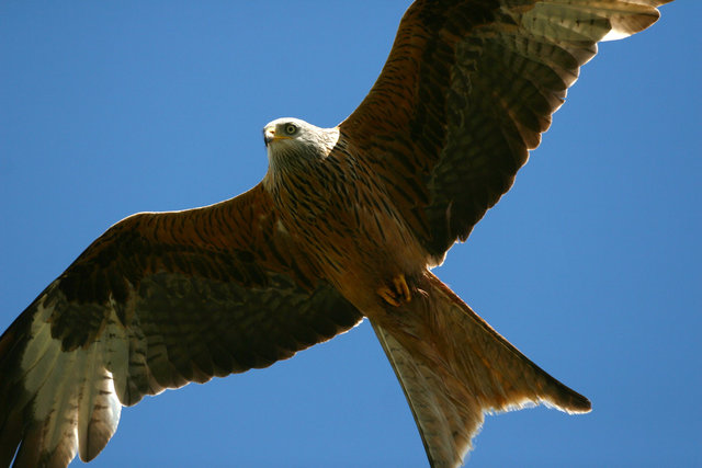 Red Kite