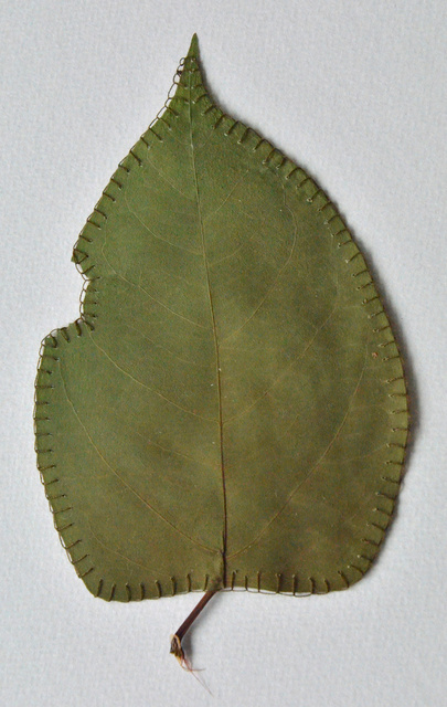 DSC_6968.jpg