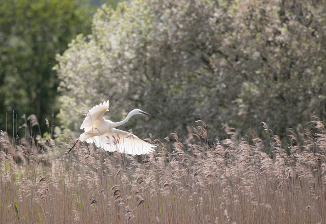 Great white egret