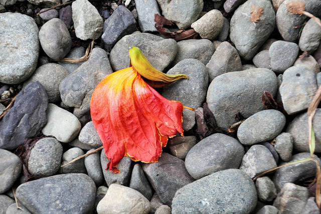 Flower on Stone
