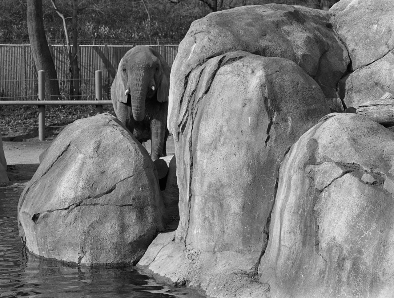Elephant Form elephant forms