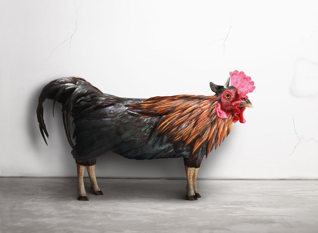 Chicken, Cow. (1 of 3)
