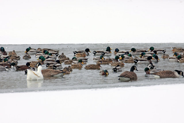 Waterfowl, southern Ohio