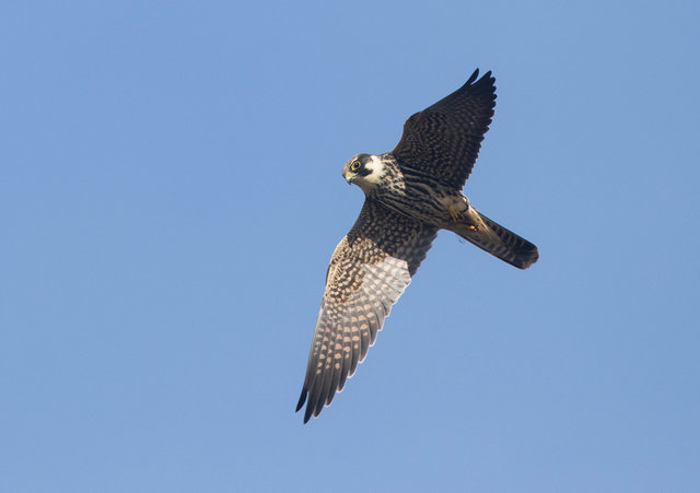 Hobby with dragonfly