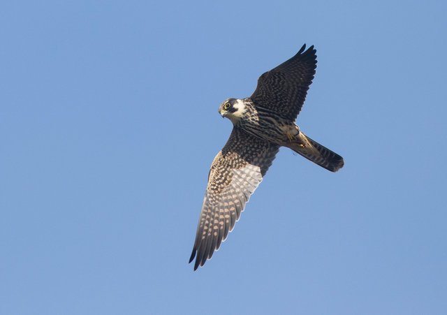 Hobby with dragonfly