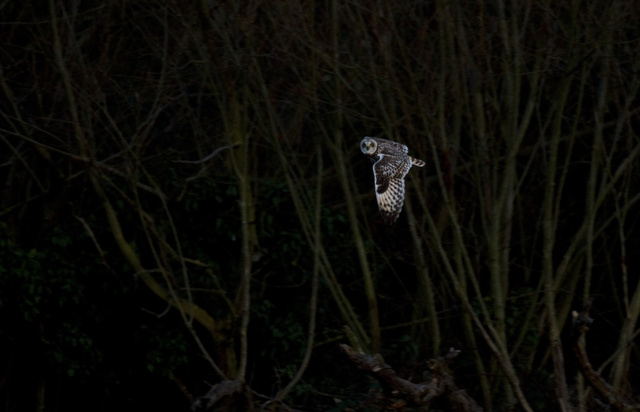 Short-eared Owl